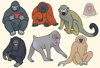 Primate Stickers (Charity)