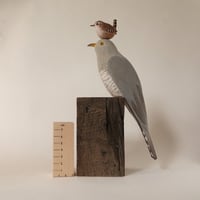 Image 1 of Cuckoo with 'mum'.
