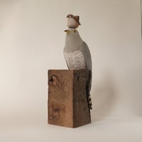 Image 2 of Cuckoo with 'mum'.