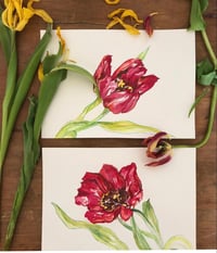 Image 1 of Red Tulip 