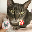 Don't Shop, Adopt! Badge (Cat)