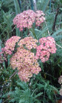 Achillea millefolium (Pink)