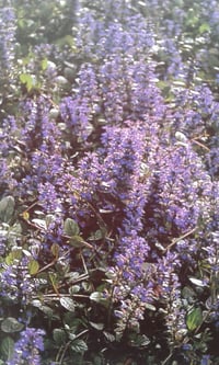 Image 3 of Ajuga 'Jungle Beauty' 