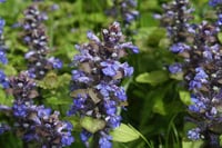 Image 1 of Ajuga 'Jungle Beauty' 