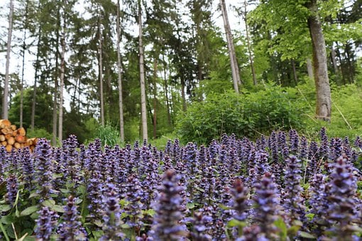 Image of Ajuga 'Jungle Beauty' 