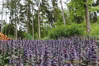 Image 2 of Ajuga 'Jungle Beauty' 
