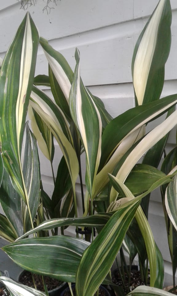 Image of Aspidistra elatior varigated