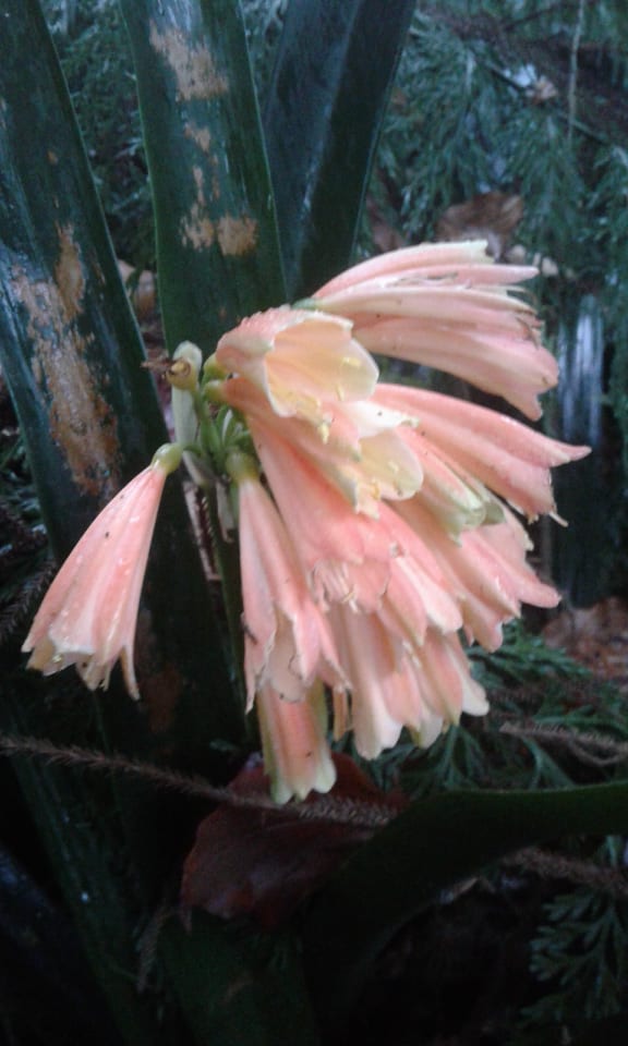 Image of Clivia x cyrtantbiflora