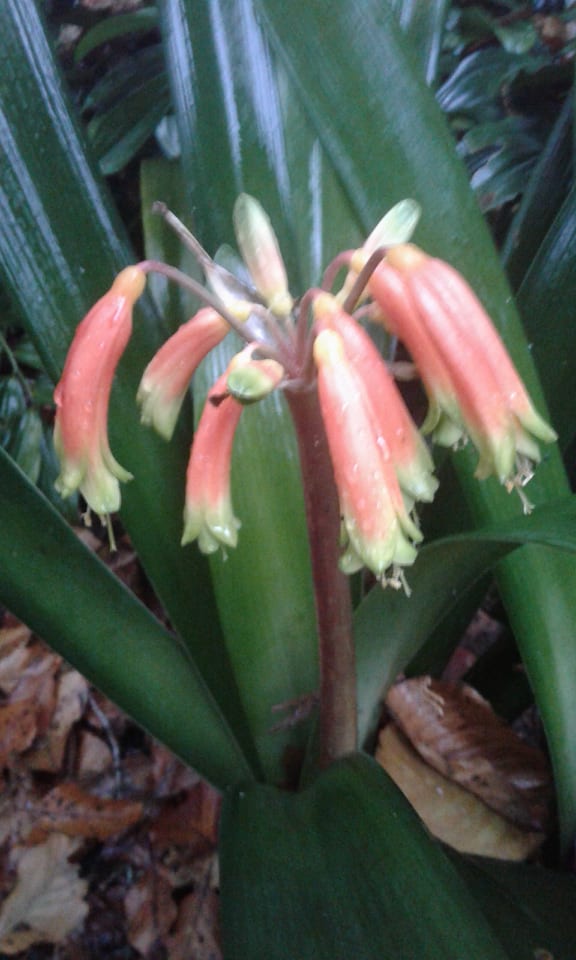 Image of Clivia gardenii