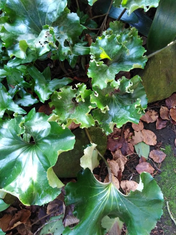 Image of Farfugium japonicum 'Crispatum'