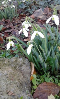Image 1 of Galanthus (English Snowdrop)