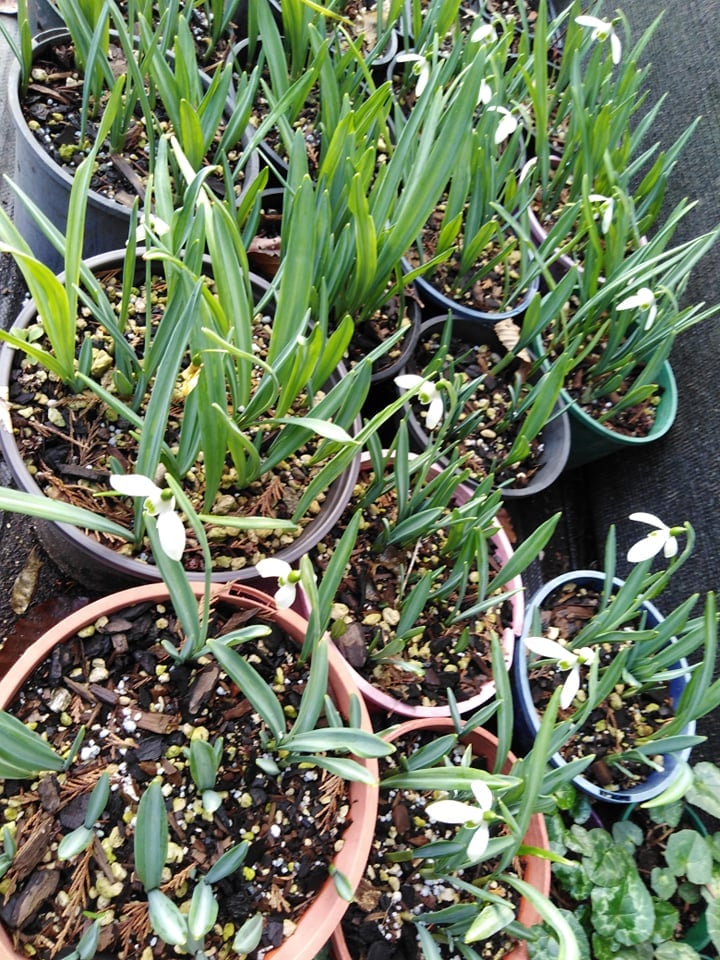 Image of Galanthus (English Snowdrop)