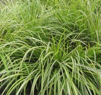 Acorus variegated gramineus 'Ogon'