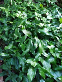 Image 3 of Arisarum proboscideum (Mouse Plant)