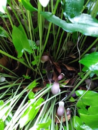 Image 4 of Arisarum proboscideum (Mouse Plant)