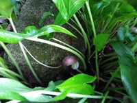Image 2 of Arisarum proboscideum (Mouse Plant)