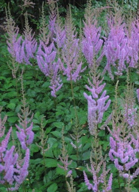 Image of Astilbe chinensis var. pumila