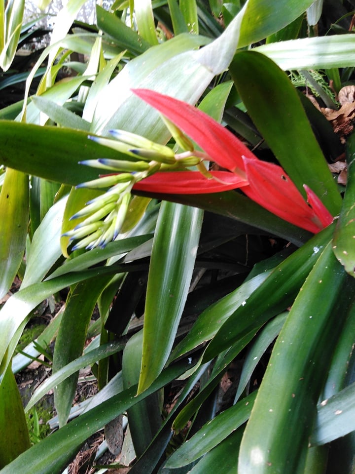 Image of Billbergia distachia