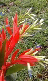 Image 1 of Billbergia distachia