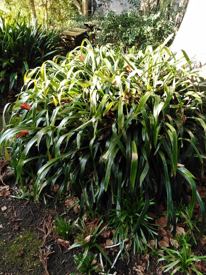 Image of Billbergia distachia