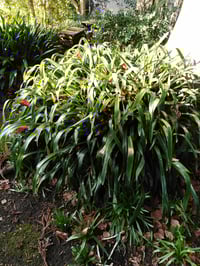 Image 3 of Billbergia distachia