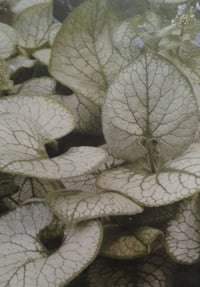 Image 2 of Brunnera Macrophylla 'Jack Frost' 