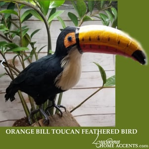 Image of Orange Bill Toucan Feathered Bird