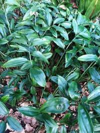 Disporopsis omeiensis