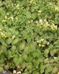 Epimedium x versicolor 'Sulphureum' 
