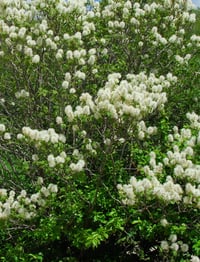 Image 2 of Fothergilla major