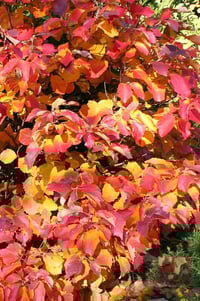 Image 1 of Fothergilla major