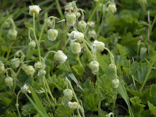 Image of Geum rivale 'Album' 