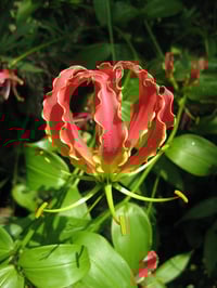Gloriosia superba 'Rothschildiana' 