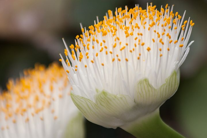 Image of Haemanthus 'albiflos'