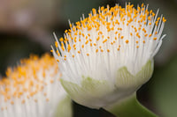 Haemanthus 'albiflos'
