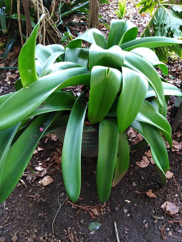 Image of Haemanthus coccineus