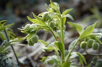 Image 2 of Helleborus foetidus 
