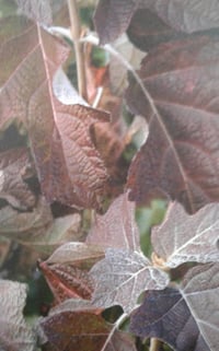 Image 3 of Hydrangea quercifolia 