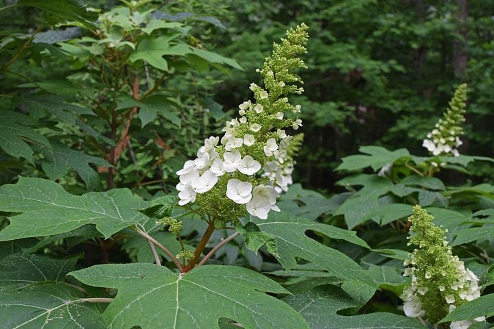 Image of Hydrangea quercifolia 