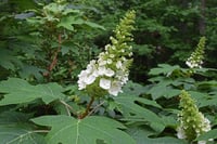 Image 1 of Hydrangea quercifolia 