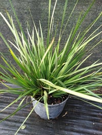 Image 1 of Liberta grandiflora