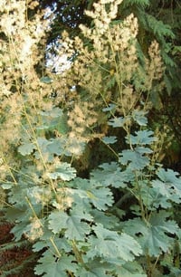 Macleaya Microcarpa