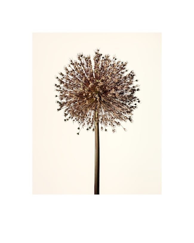 Allium Gigantium (after).