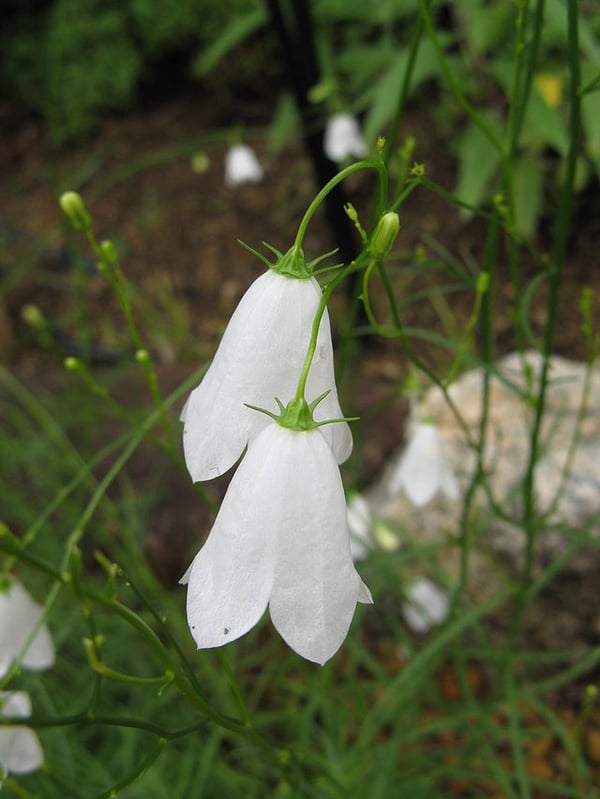 Image of Campanula rotundifolia 'White Gem' alba