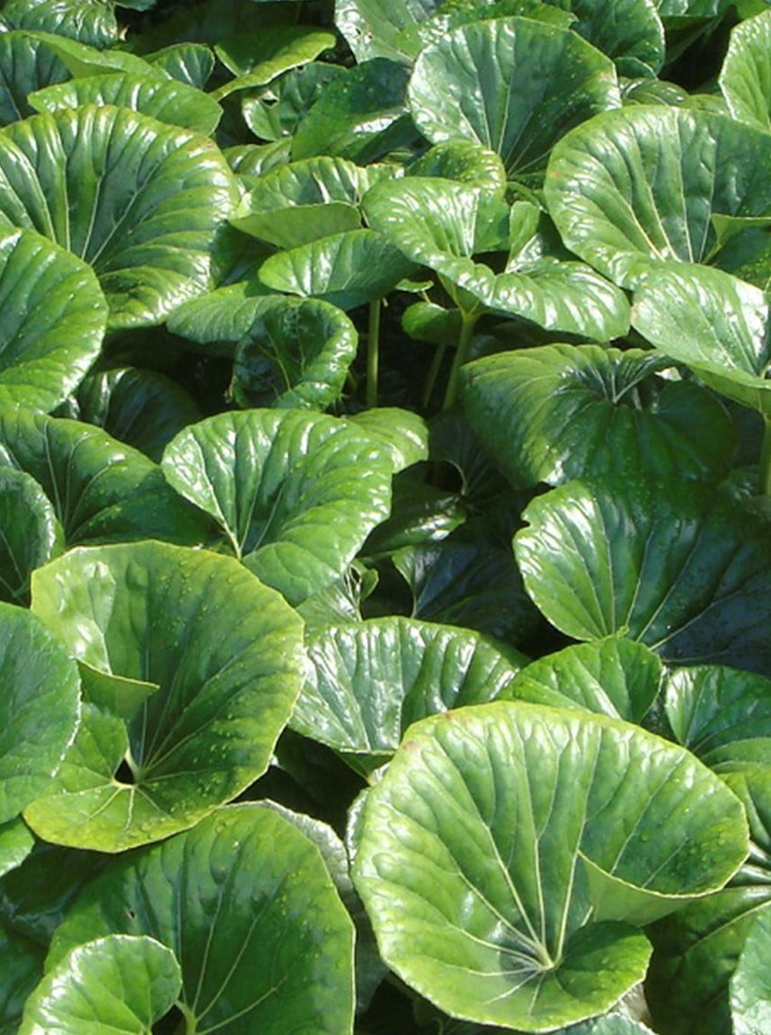 Image of Farfugium japonicum 'Giganteum' 