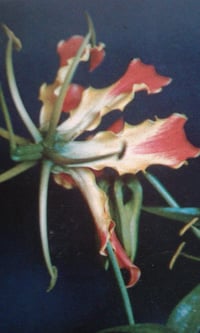 Gloriosa superba