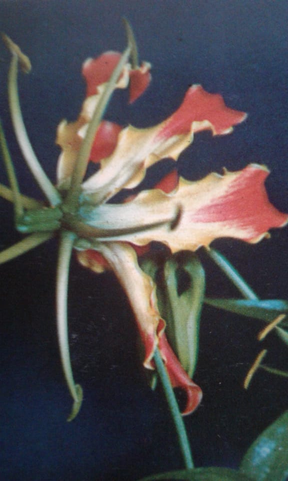 Image of Gloriosa superba