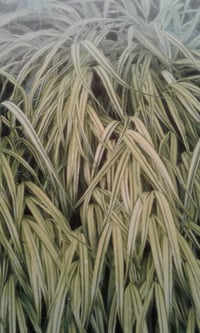 Hakonechloa marca 'Aureola'