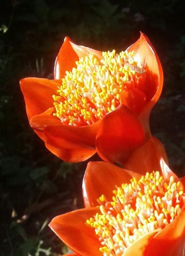 Image of Haemanthus coccineus