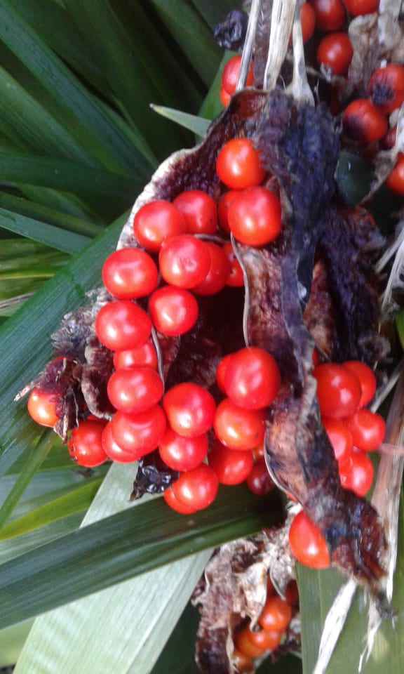 Image of Iris foetidissima (beardless)